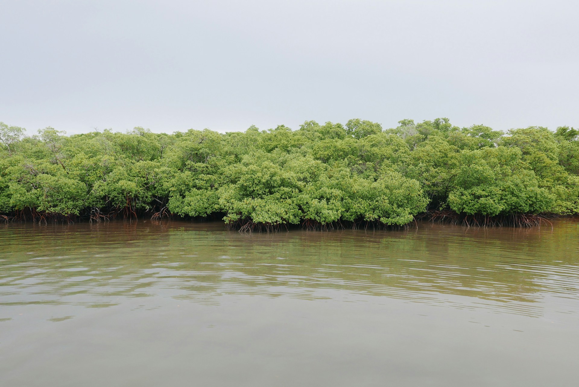 Carbon credit initiative restoring mangroves and creating sustainable income for coastal communities