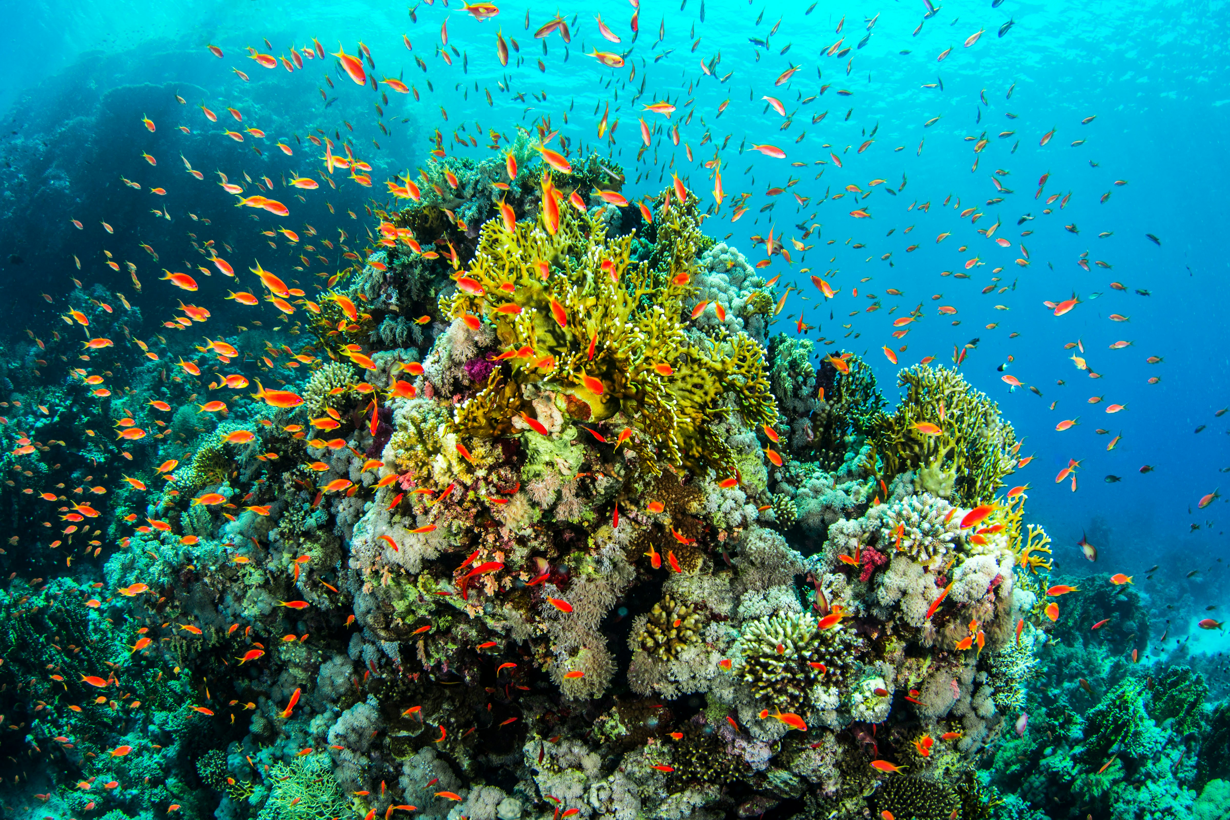 Scaling Coral Reef Insurance in the Caribbean