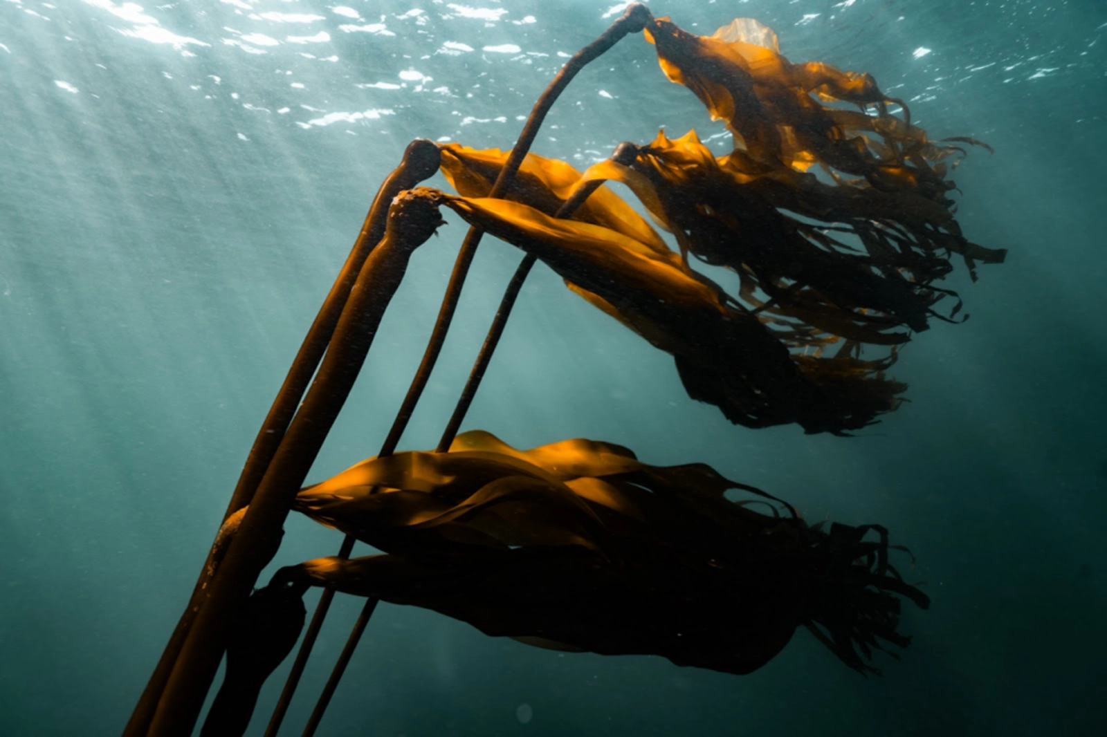 Kelp in the wild off the coast of British Columbia. Photo Credit: Andi Cross