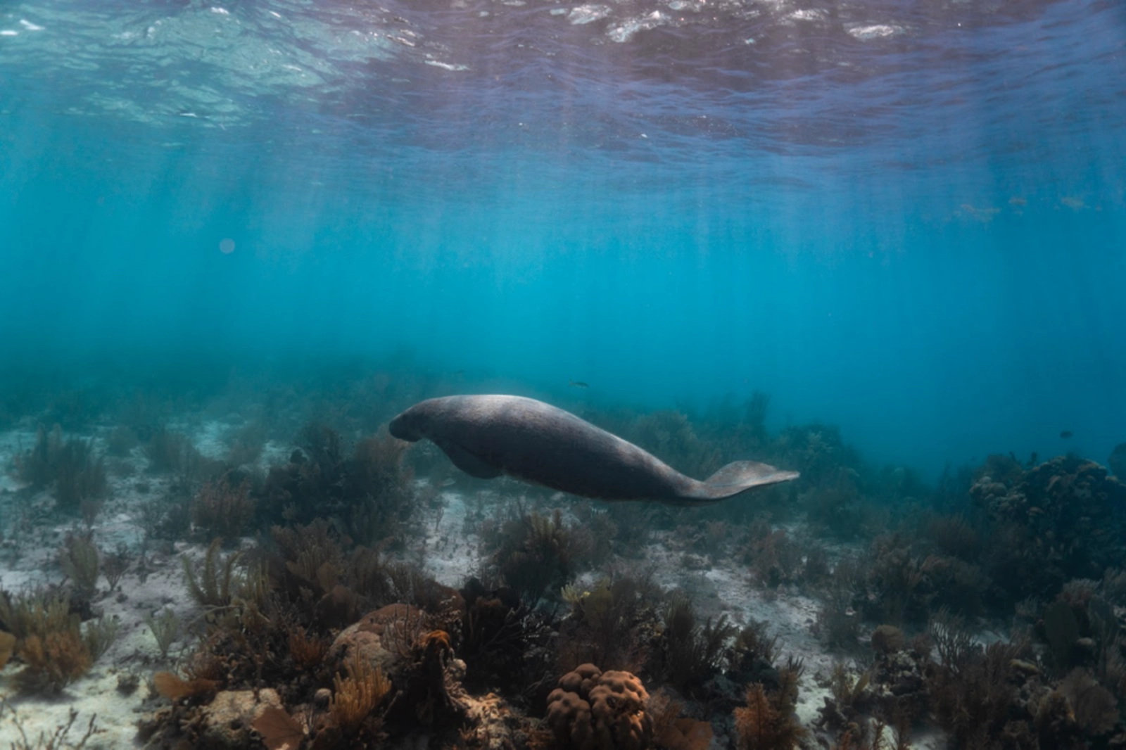 The Belize Barrier Reef System is teeming with life, and Tara is dedicated to fighting for its protection. Photo Credit: Marla Tomorug