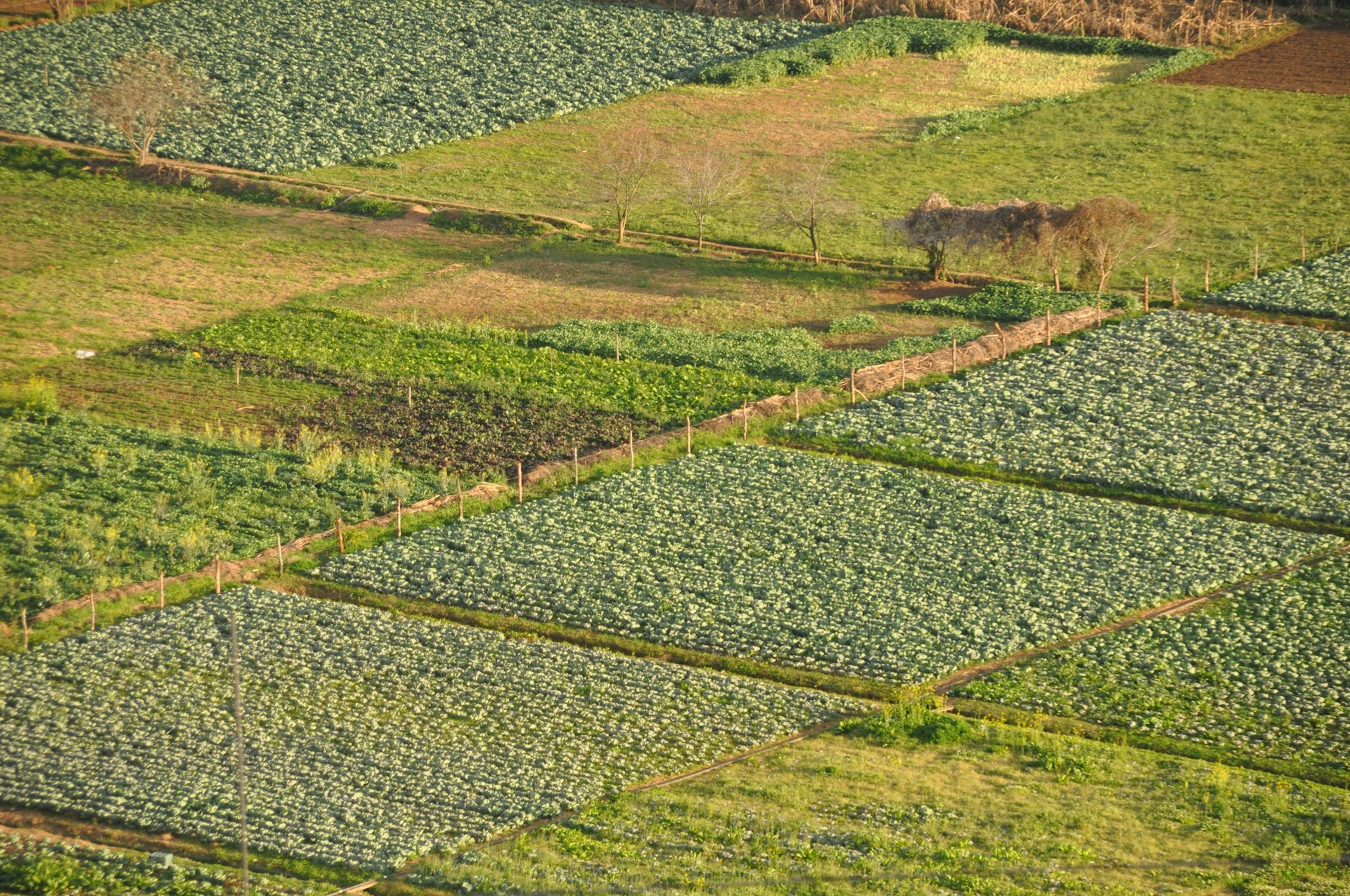 Strengthening of climate change adaptation capacities for the Mayan Milpa Farming