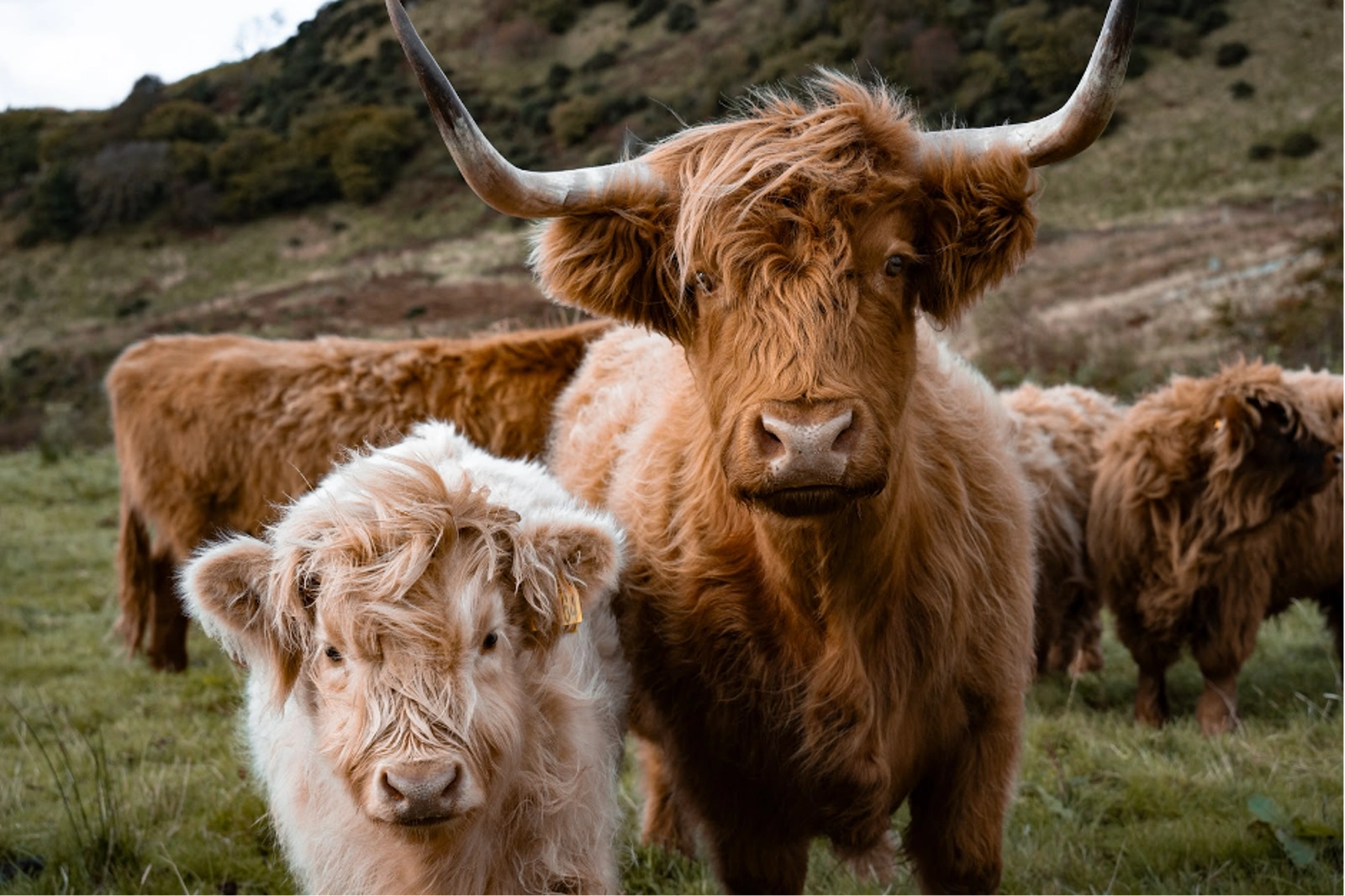 Scotland’s iconic highland cows are part of the biodiversity play at KMT. Photo Credit: Adam Moore