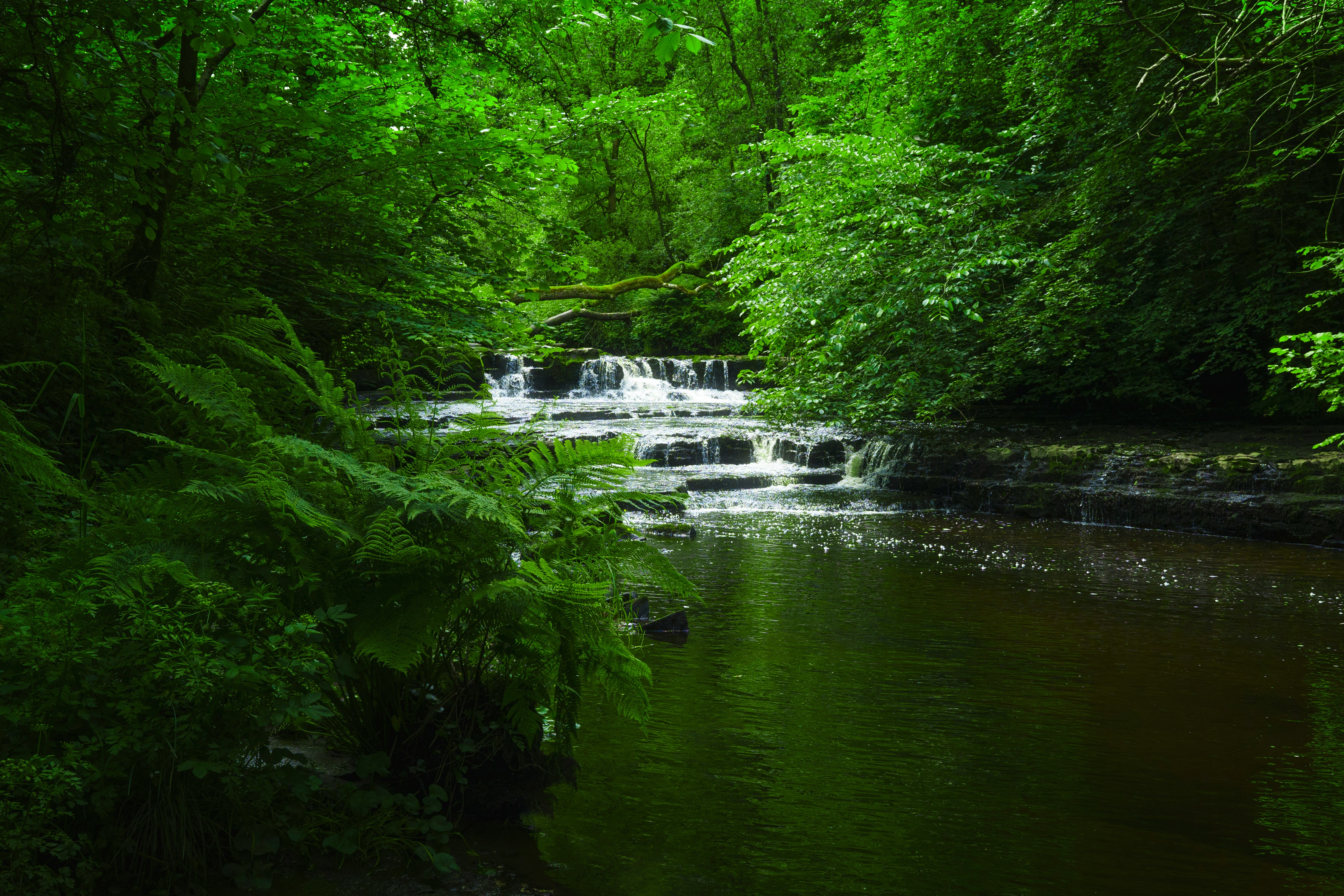 Saving Scotland’s Rainforests