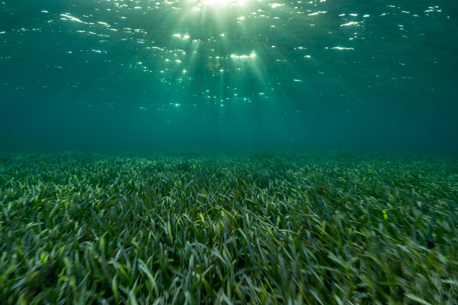 Image: Cristina Mittermeier/SeaLegacy