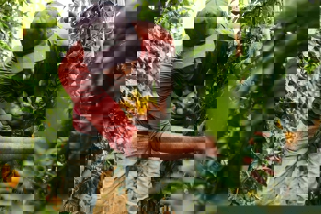 Transforming Food Systems: Building Momentum from COP 29 to COP 30