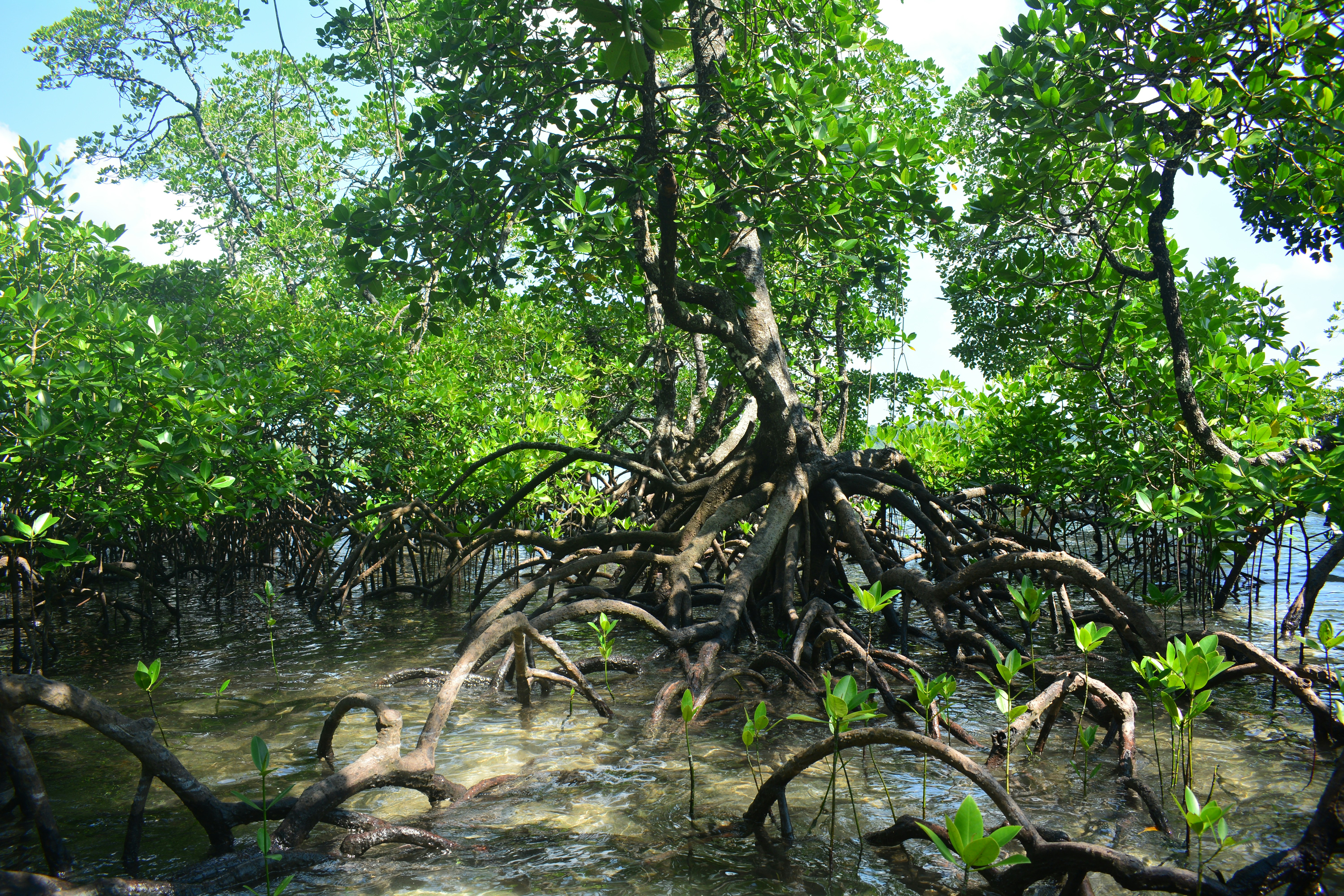 Vida Manglar Carbon Project: Protecting mangroves for people in Colombia