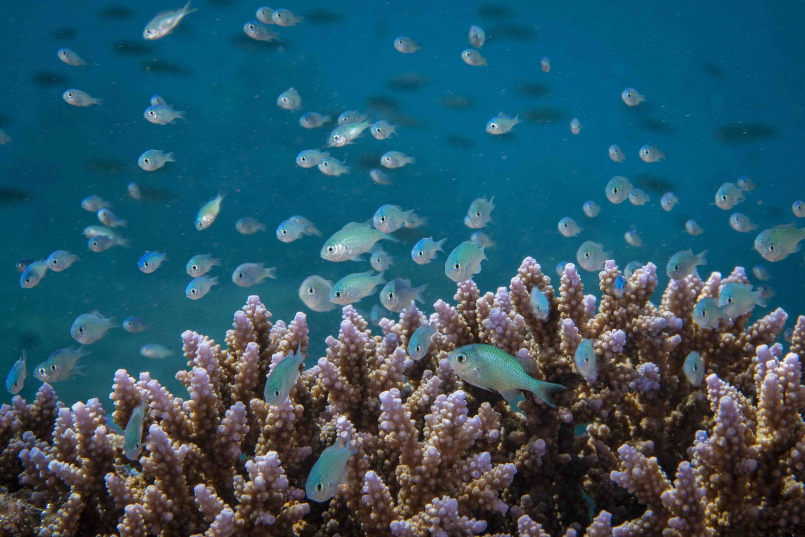 We’ve already lost 50% of the reefs. Image: Cristina Mittermeier/SeaLegacy