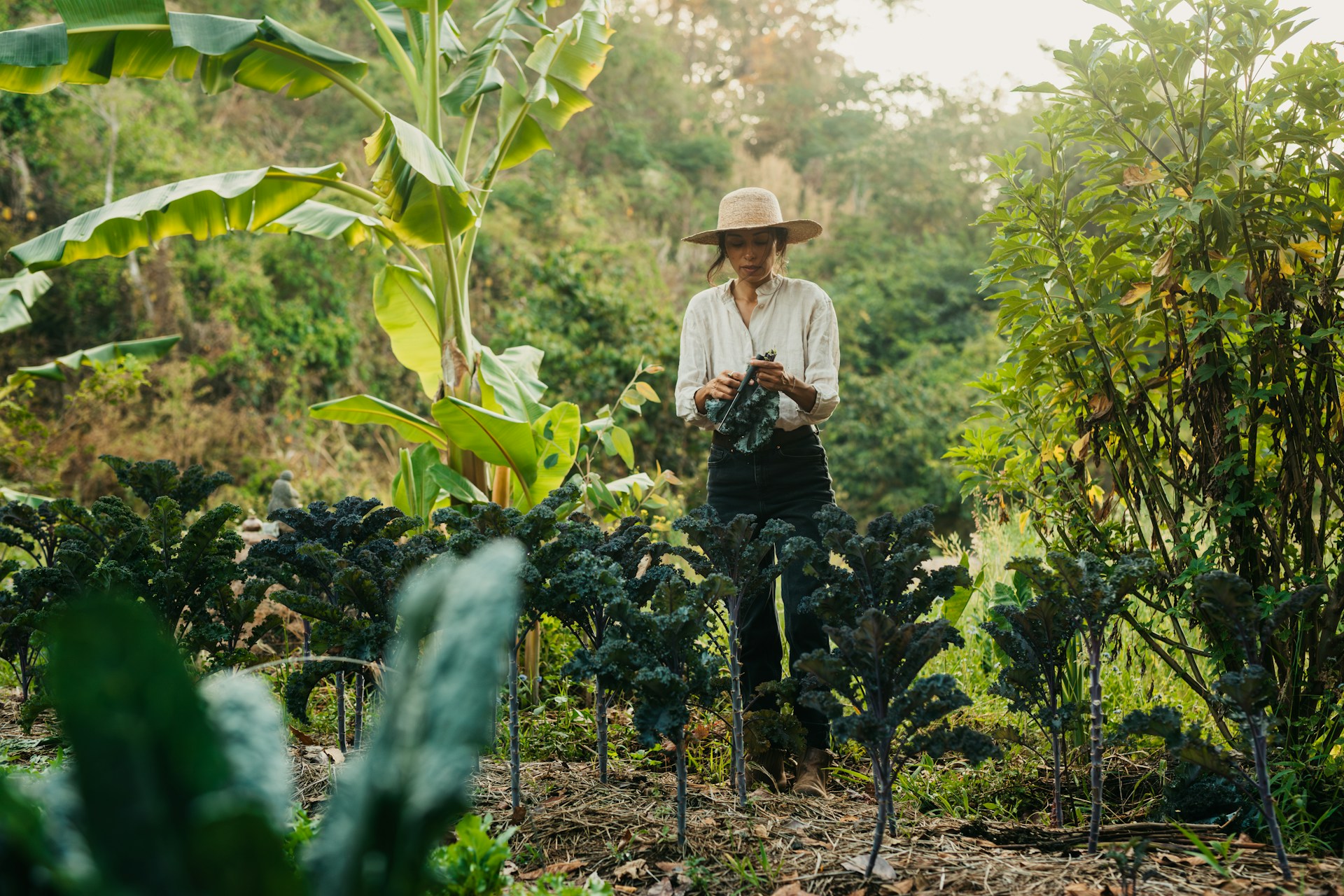 Decent work grows green forests