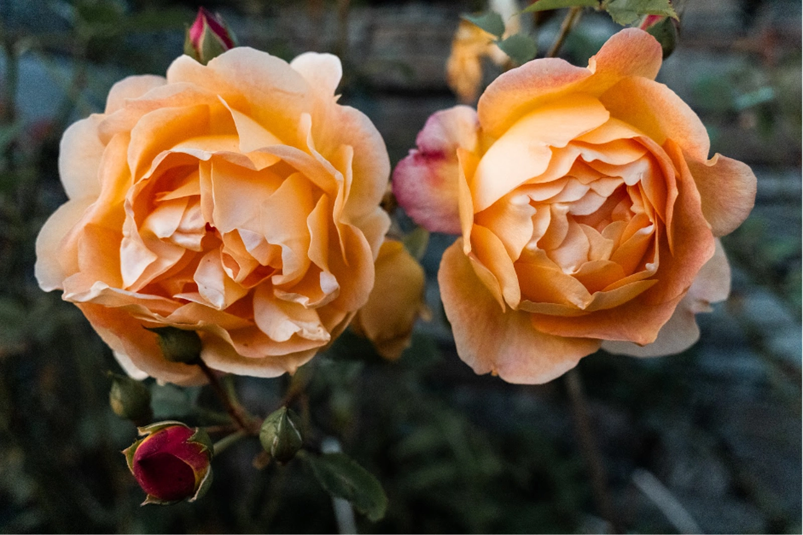 Gardens on the Kilchoan Estate. Photo Credit: Adam Moore