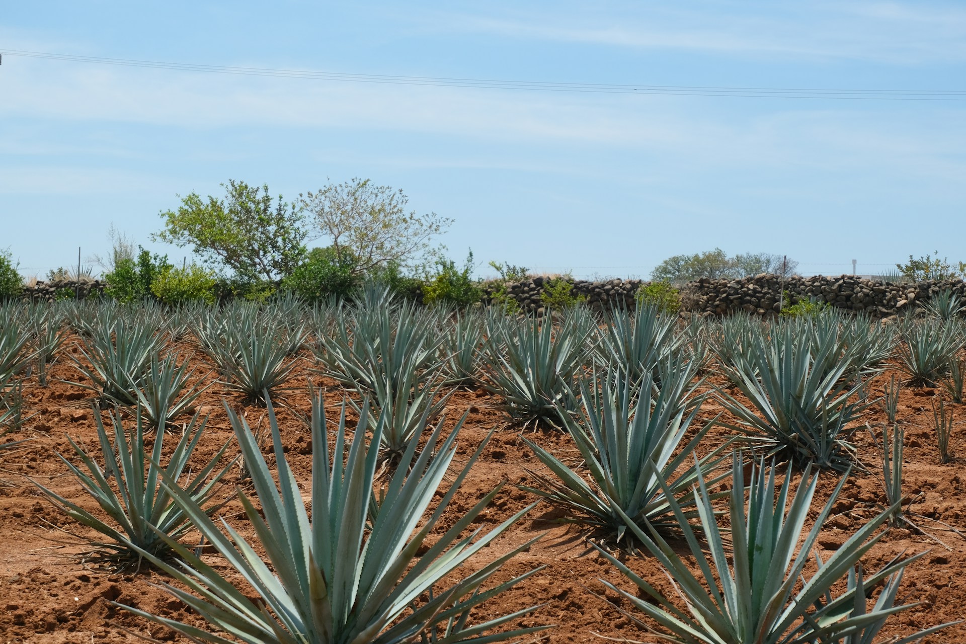 Jalisco’s Zero Deforestation Agave Production Chains: The Case of Tequila 