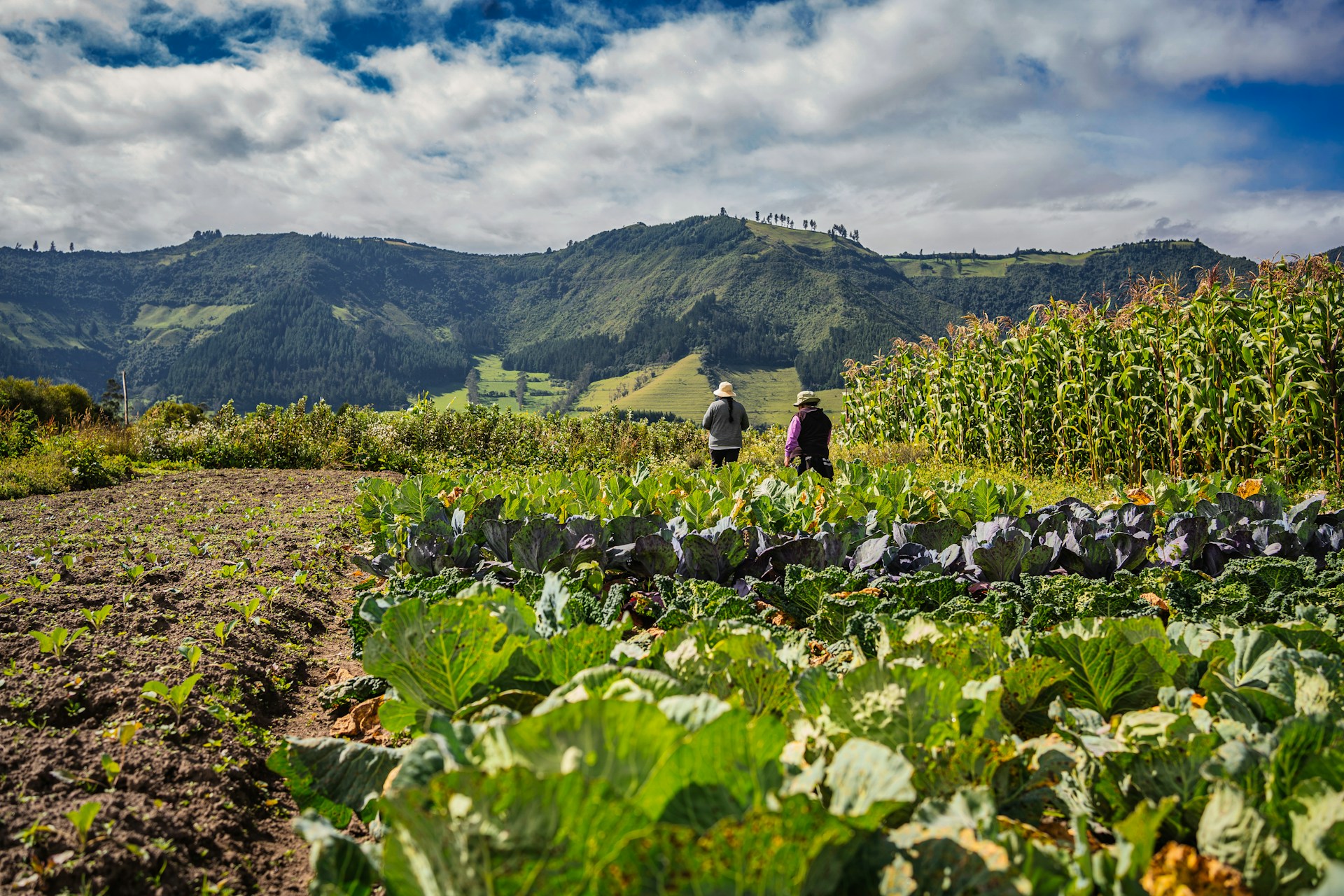 From Humanitarian Linkages to Normative Reform: Guatemala’s Journey to Adaptive Social Protection