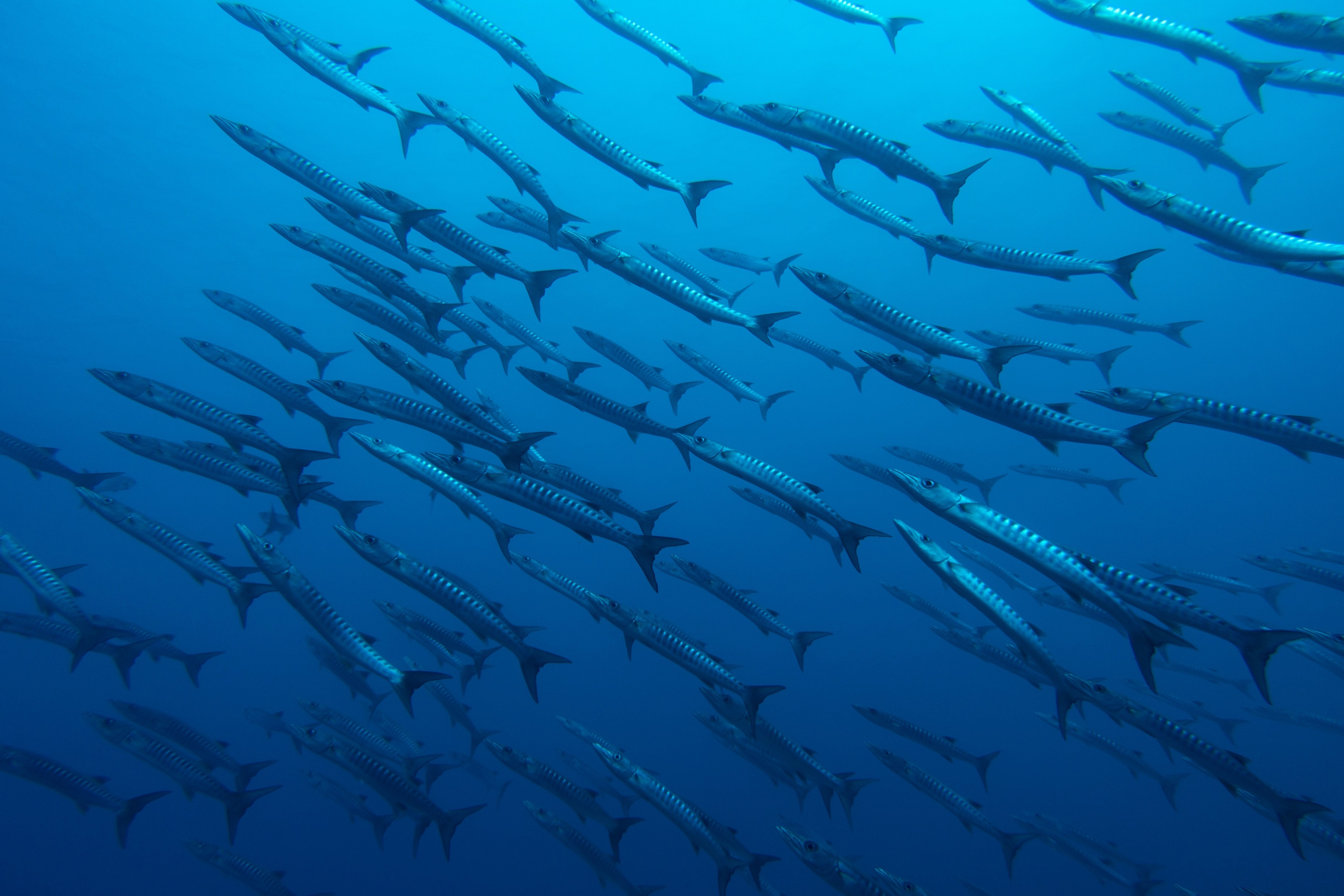 Structuring sustainable finance for MPAs in Colombia: Seaflower Fund