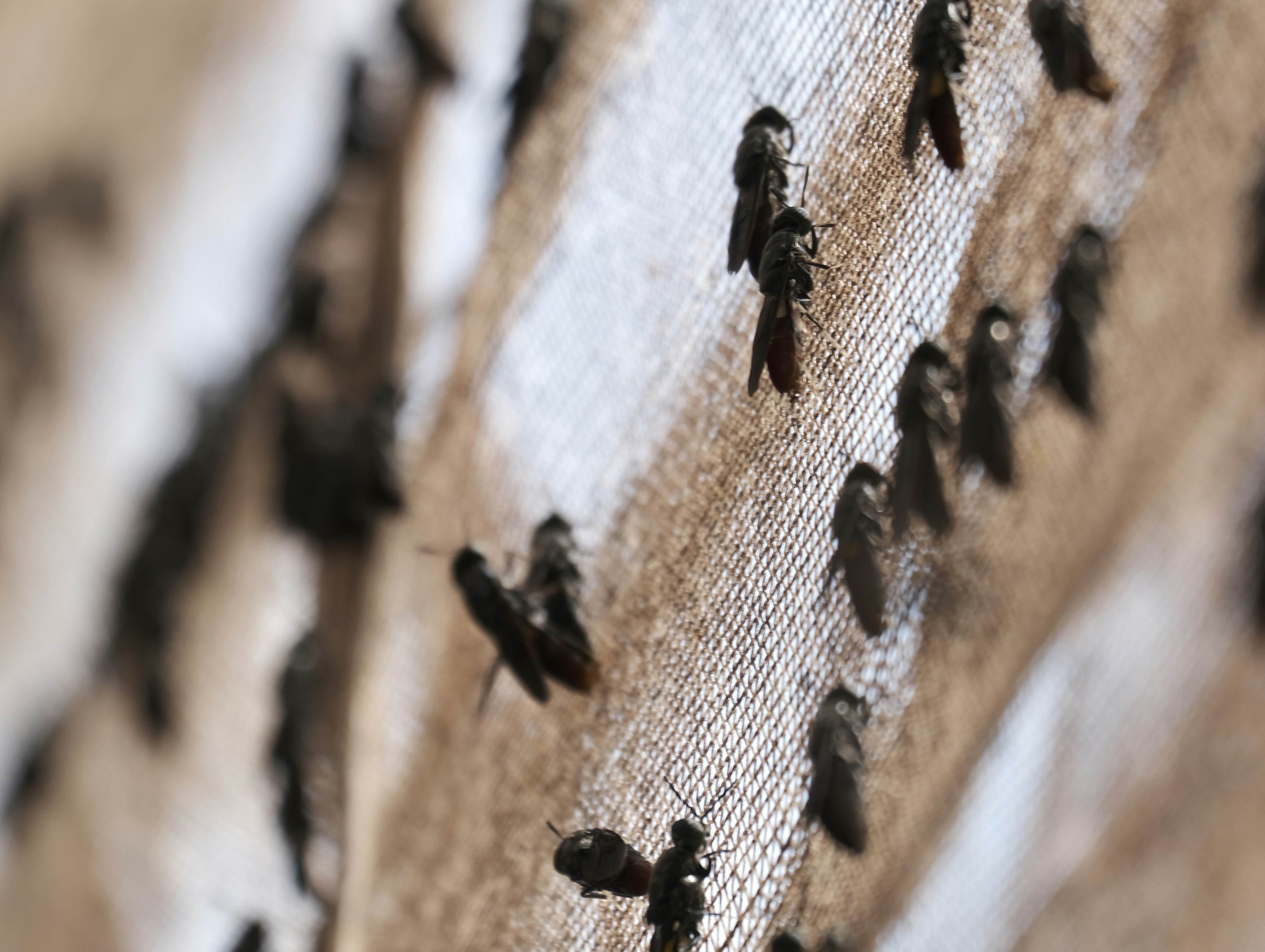 Organic Waste with Black Soldier Flies in Peru, Uganda, Ethiopia, and Cote d'Ivoire. 