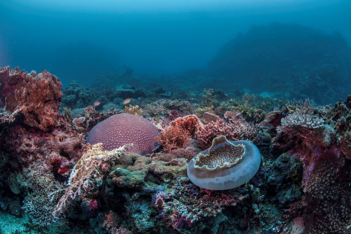 $35 million debt-for-nature swap for coral reefs launched in Indonesia